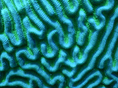 Pseudodiploria strigosa