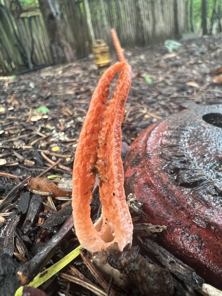 stinky squid · September 2026 · photo: Photo: no rights reserved · iNaturalist