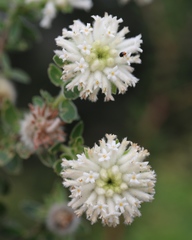 Lasiosiphon calocephalus