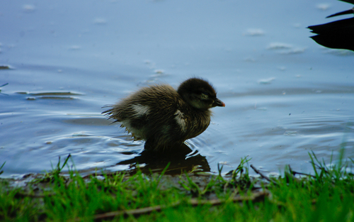 Canard à crinière, jeune