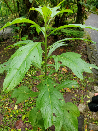 Neurolaena lobata