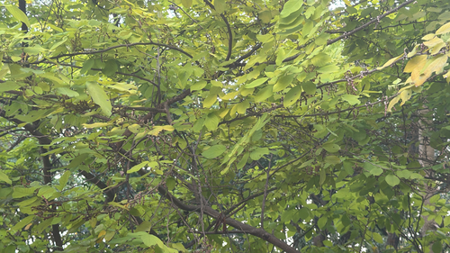 Dendrolobium umbellatum observed 2026-09-01