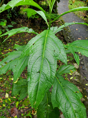 Neurolaena lobata, photograph (c) Tom Field, some rights reserved (CC BY)