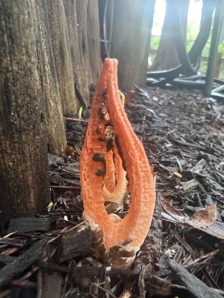 stinky squid · September 2026 · photo: Photo: no rights reserved · iNaturalist