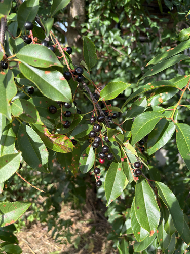black cherry