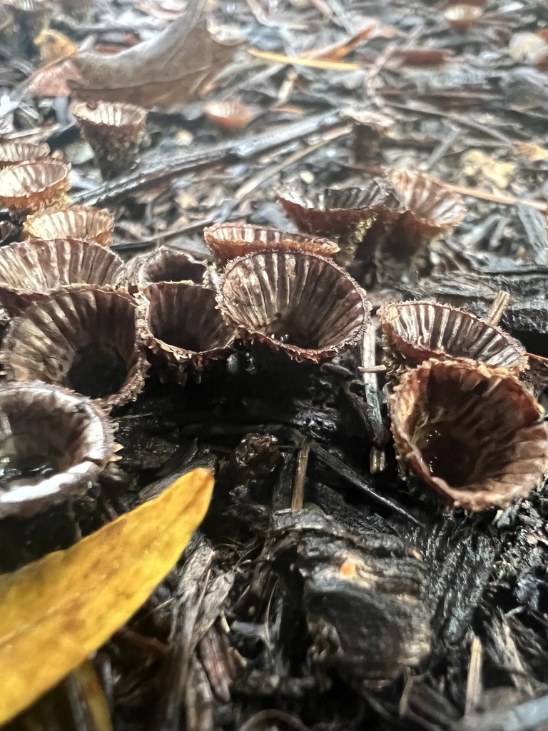 fluted bird's nest fungus · September 2026 · photo: Photo: no rights reserved · iNaturalist