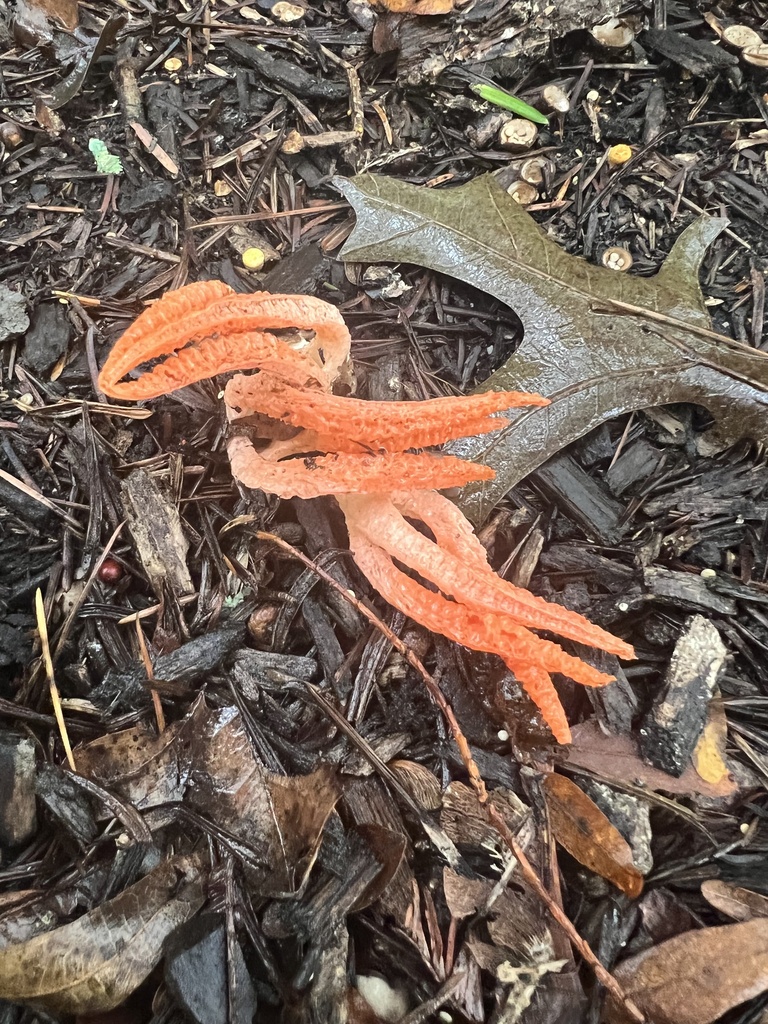 stinky squid · September 2026 · photo: Photo: no rights reserved · iNaturalist