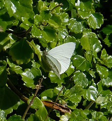 Dixeia charina