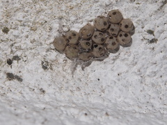 Tessaratoma papillosa