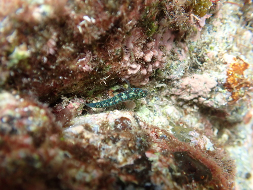 Eviota prasina observed 2026-08-30