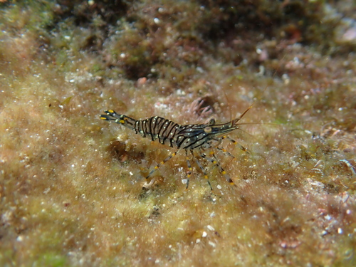 Palaemon pacificus observed 2026-08-30
