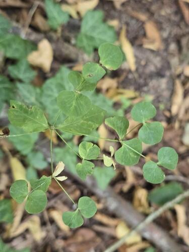 Euphorbia squamosa, photograph 6