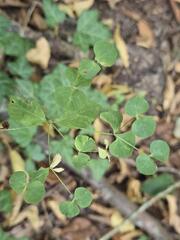 Euphorbia squamosa, photograph (c) Сергей Голубев, some rights reserved (CC BY)