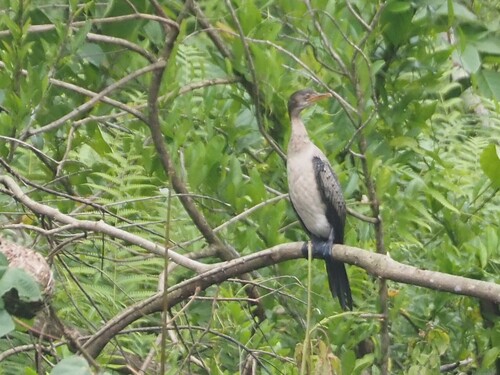 iNaturalist image