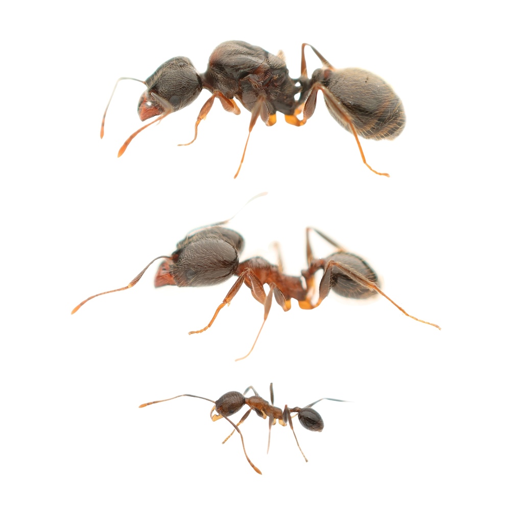 Pheidole riveti