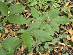 Fagus orientalis