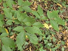 Fagus orientalis, photograph (c) Сергей Голубев, some rights reserved (CC BY)
