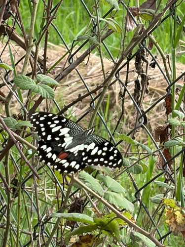 Lime Swallowtail