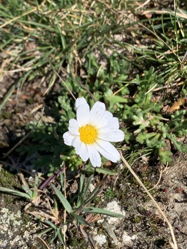 Leucanthemopsis alpina, photograph 3
