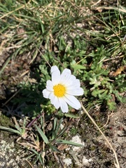 Leucanthemopsis alpina, photograph (c) Adi Peter, some rights reserved (CC BY)