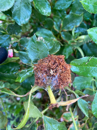 Mossy Rose Gall Wasp