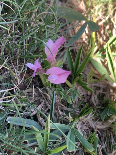 Trifolium alpinum, photograph 1