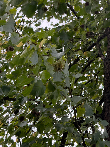 Corylus colurna, photograph 5
