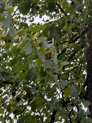 (c) Destynnie K. Berard, some rights reserved (CC BY) Corylus colurna, photograph (c) Destynnie K. Berard, some rights reserved (CC BY)