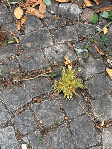 Corylus colurna, photograph 3
