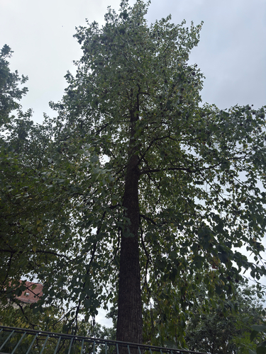 Corylus colurna, photograph 6