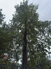 Corylus colurna, photograph (c) Destynnie K. Berard, some rights reserved (CC BY)