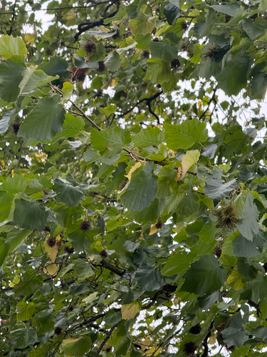 Corylus colurna, photograph 4