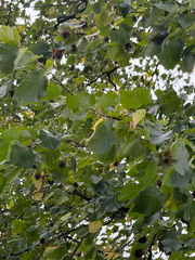 (c) Destynnie K. Berard, some rights reserved (CC BY) Corylus colurna, photograph (c) Destynnie K. Berard, some rights reserved (CC BY)