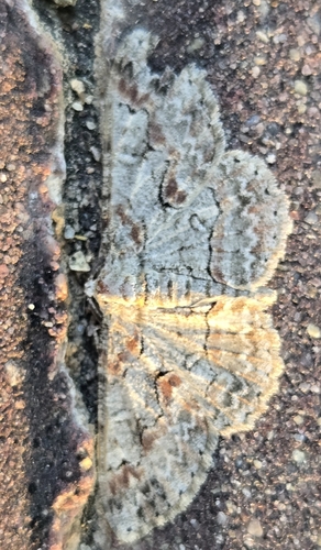 Brown-shaded Gray