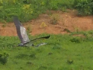 iNaturalist: (c) tamba_olsai, some rights reserved (CC BY-NC) iNaturalist image
