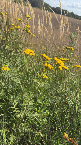 tansy