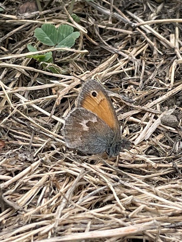 Small Heath