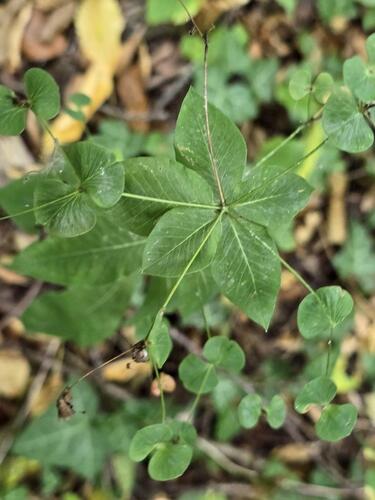 Euphorbia squamosa, photograph 4