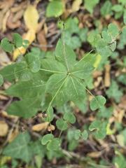 Euphorbia squamosa, photograph (c) Сергей Голубев, some rights reserved (CC BY)