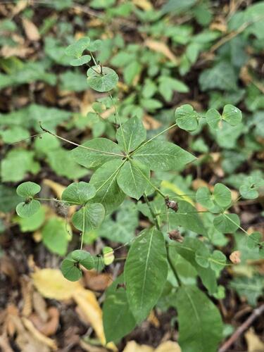 Euphorbia squamosa, photograph 5