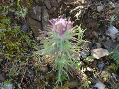 Castilleja exserta