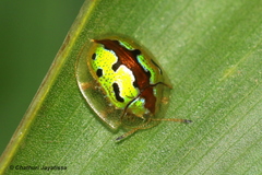 Chiridopsis marginata