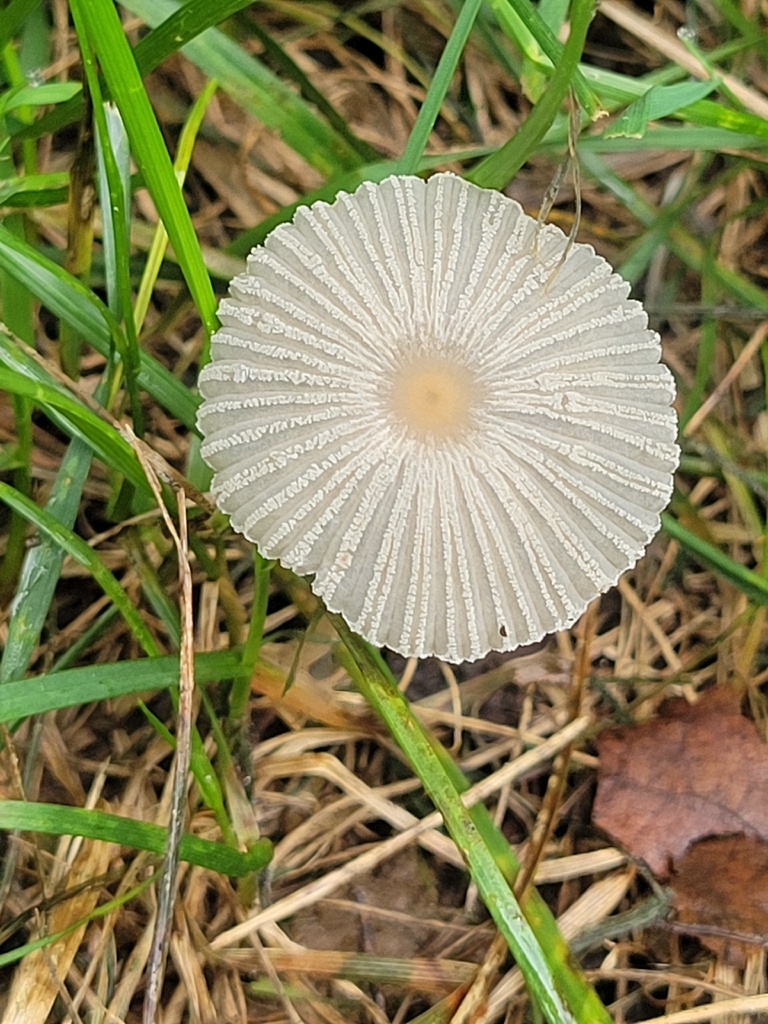 pleated inkcap · September 2026 · photo: Photo: no rights reserved · iNaturalist