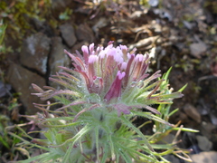 Castilleja exserta