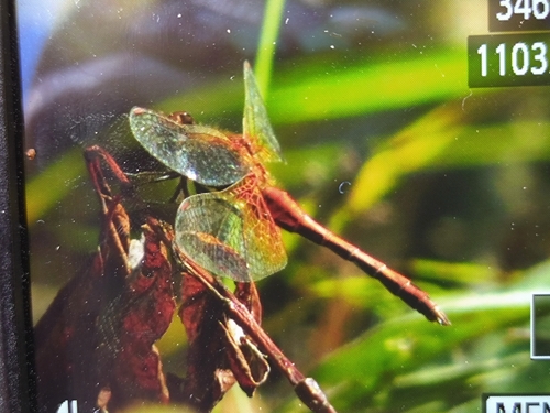 Yellow-winged Darter