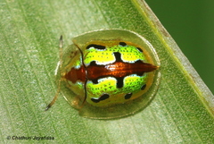 Chiridopsis marginata