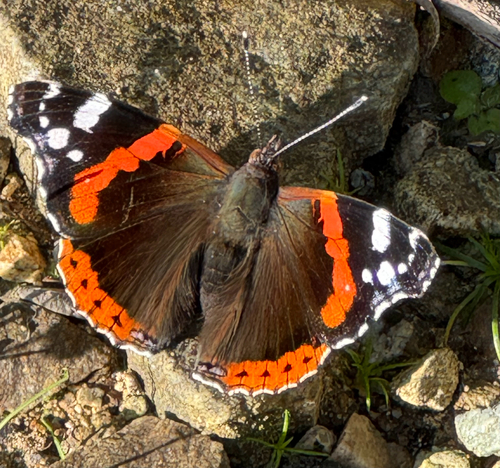 Red Admiral