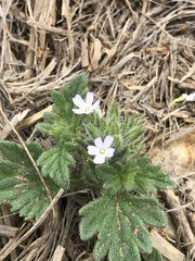 Glandularia quadrangulata
