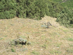 Astragalus arnacantha