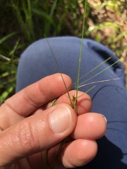 Rhynchospora filifolia